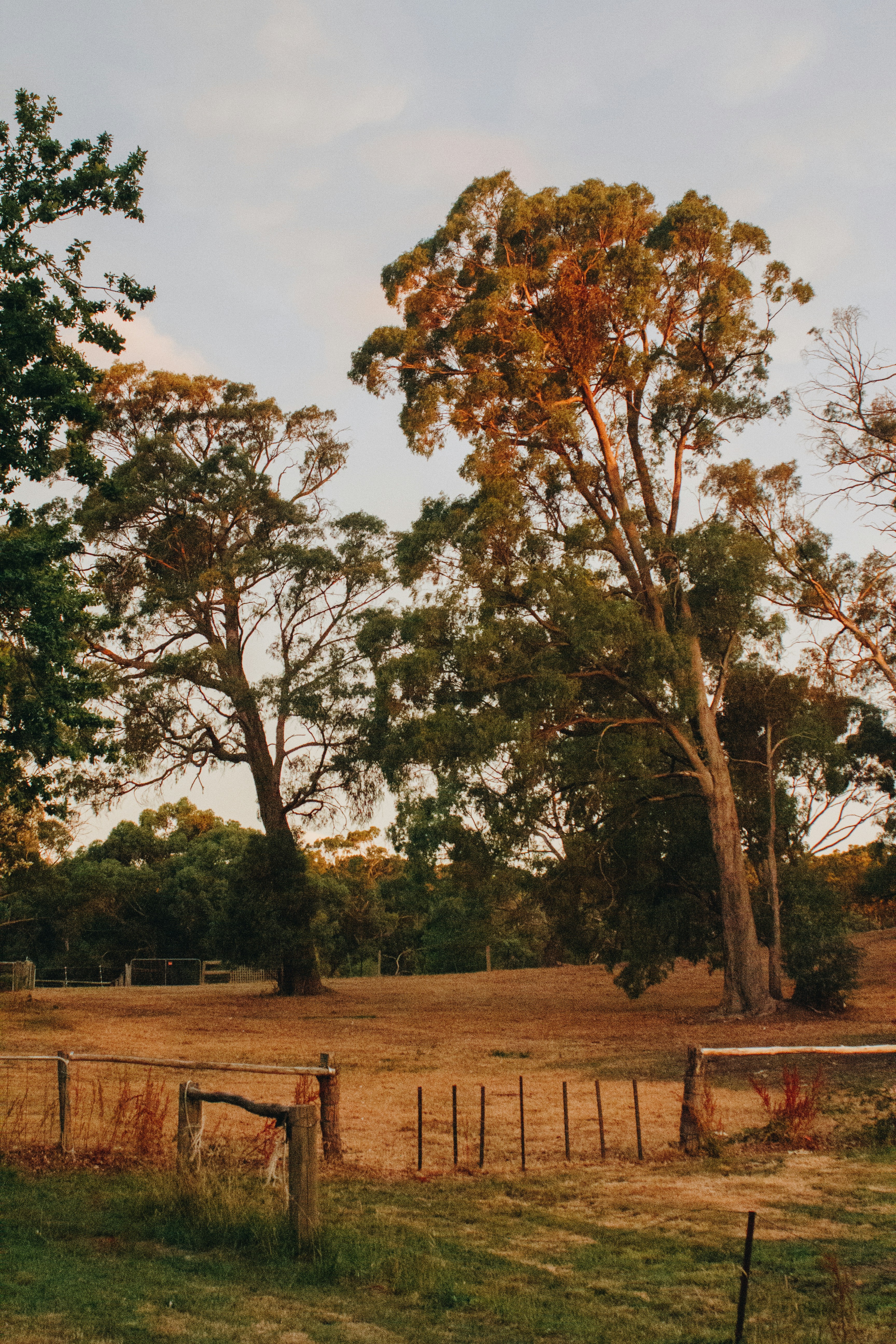 Gum trees