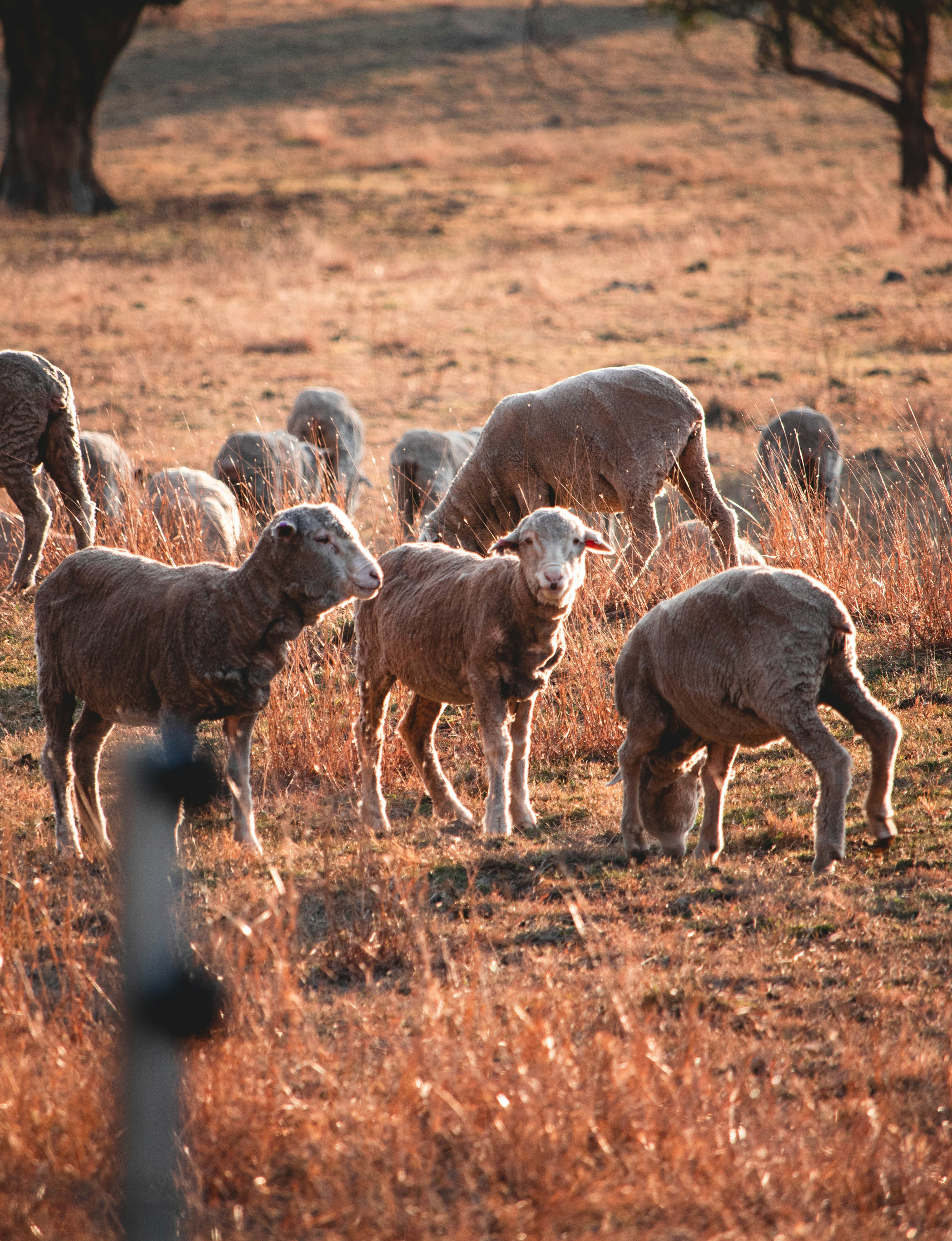 Sheep