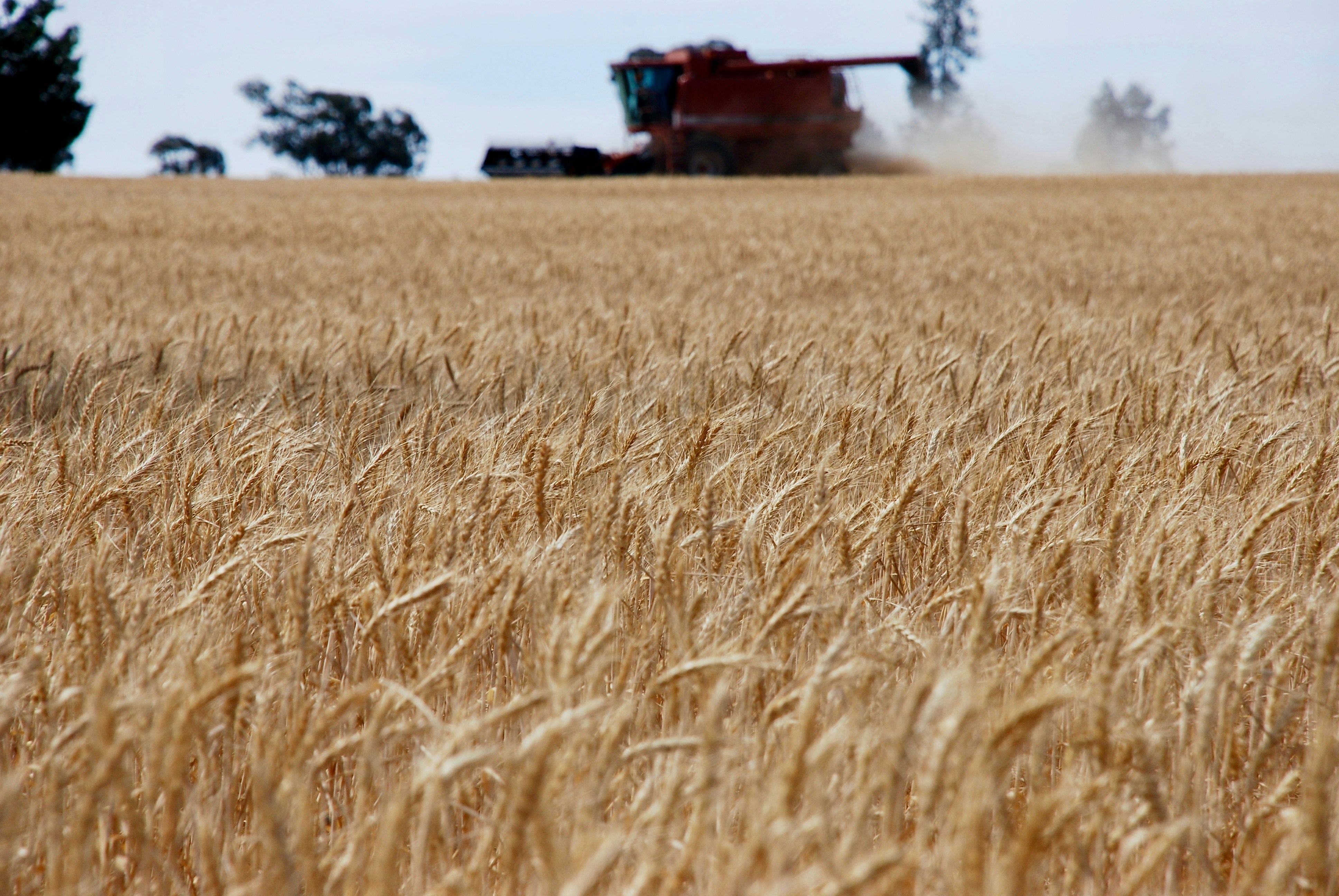 Combine harvester