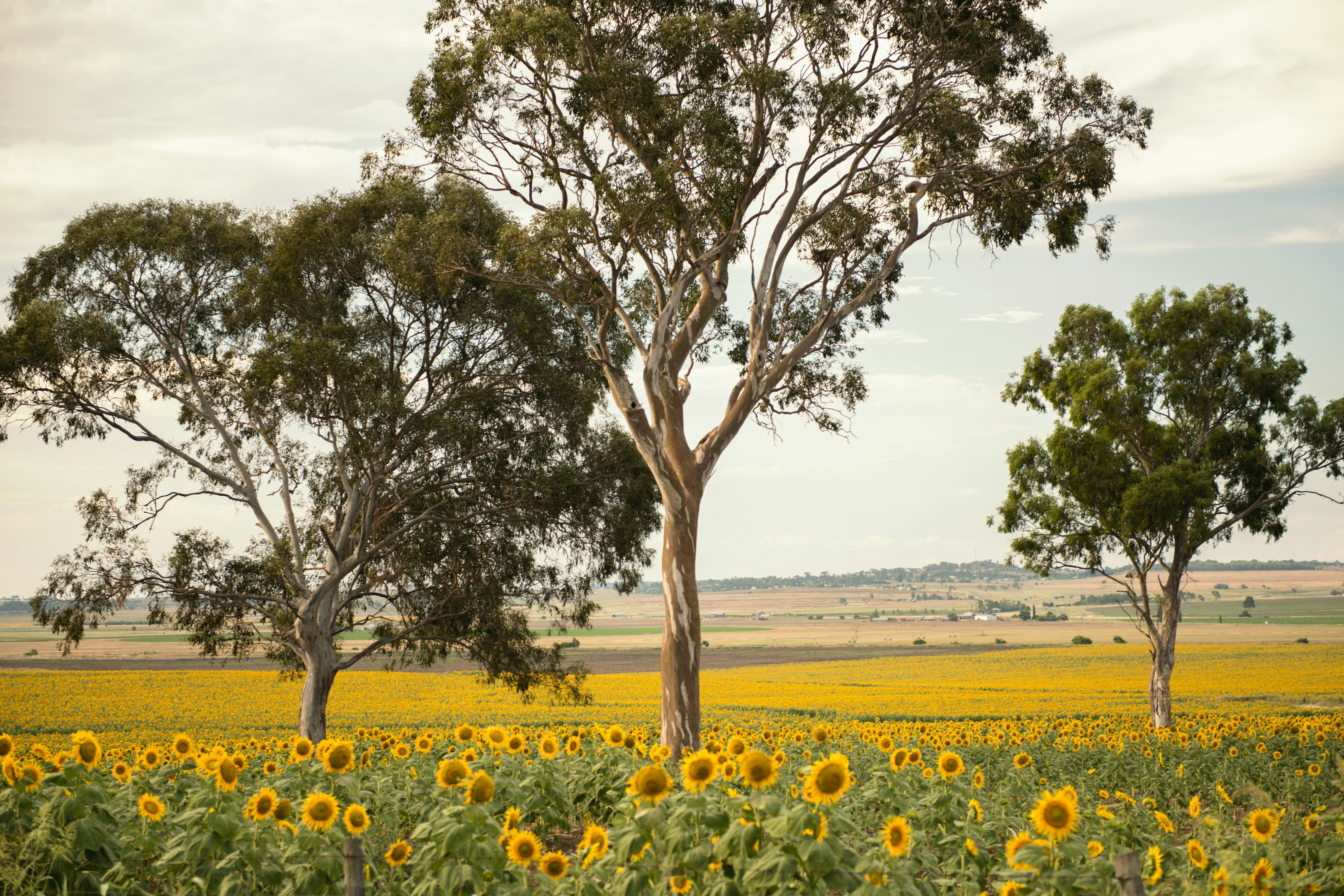 Sunflower field with gum trees