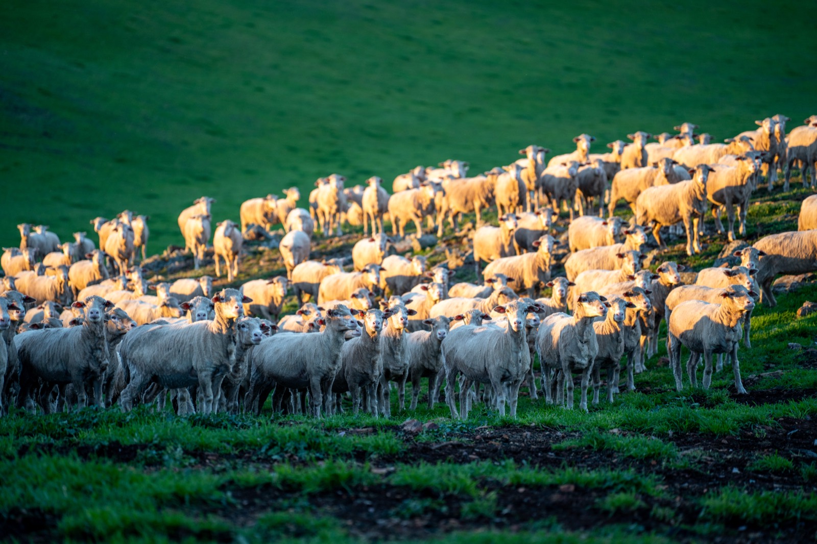 Australian farm workplace