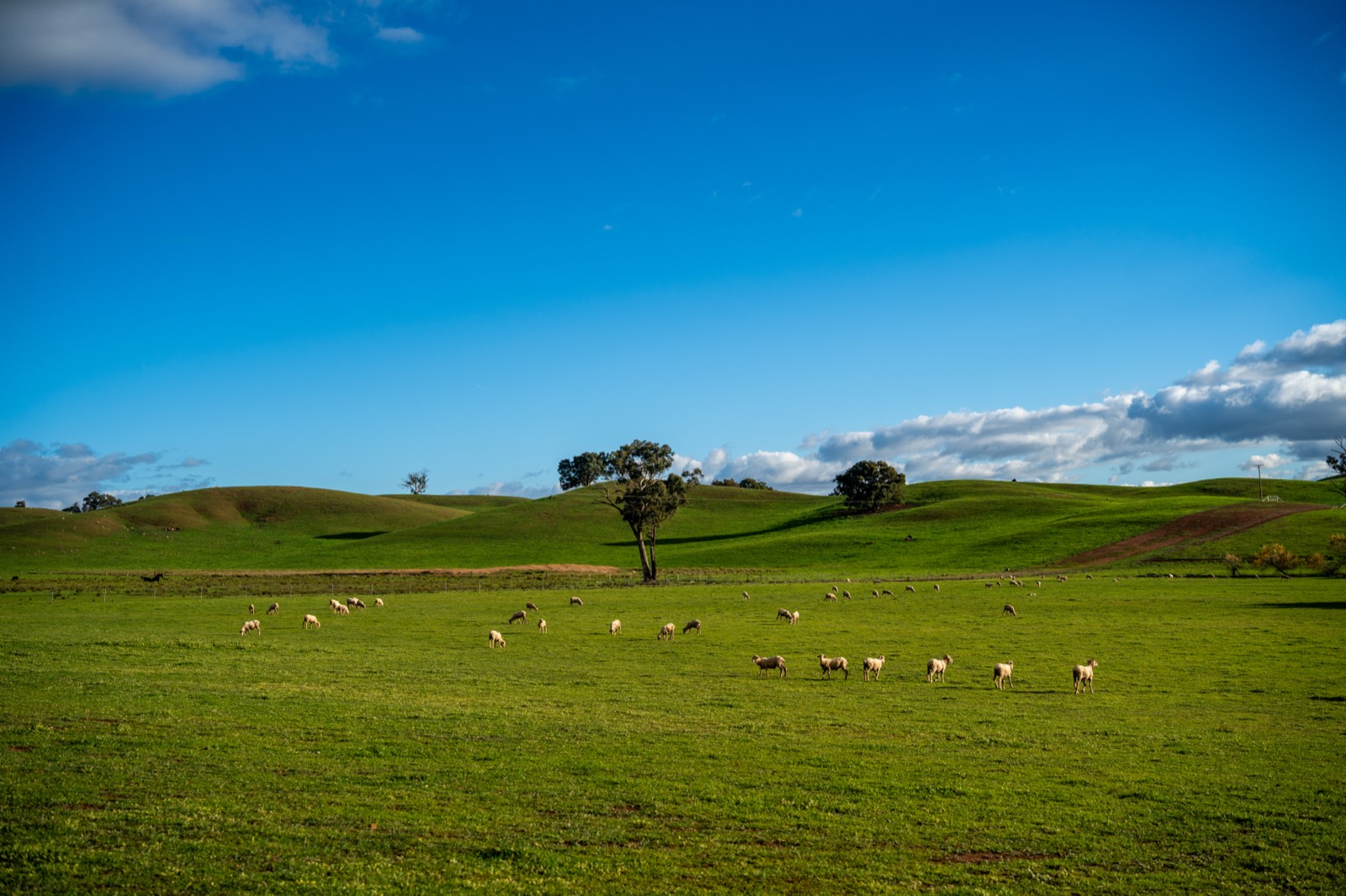 Farm