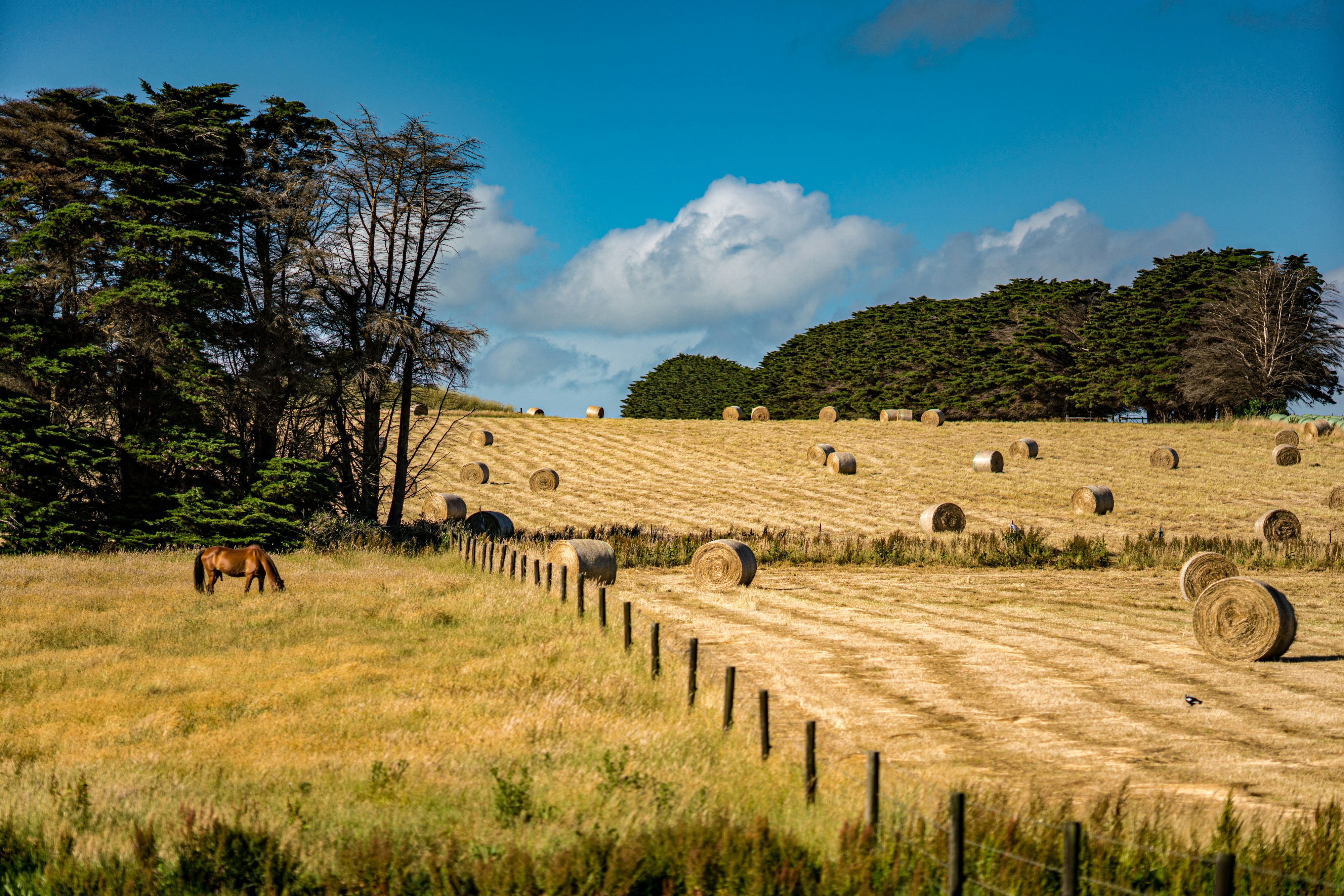 Hay bales